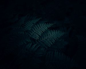 Preview wallpaper fern, leaves, plant, dark, carved