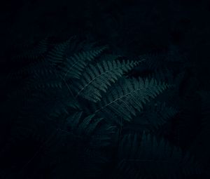 Preview wallpaper fern, leaves, plant, dark, carved