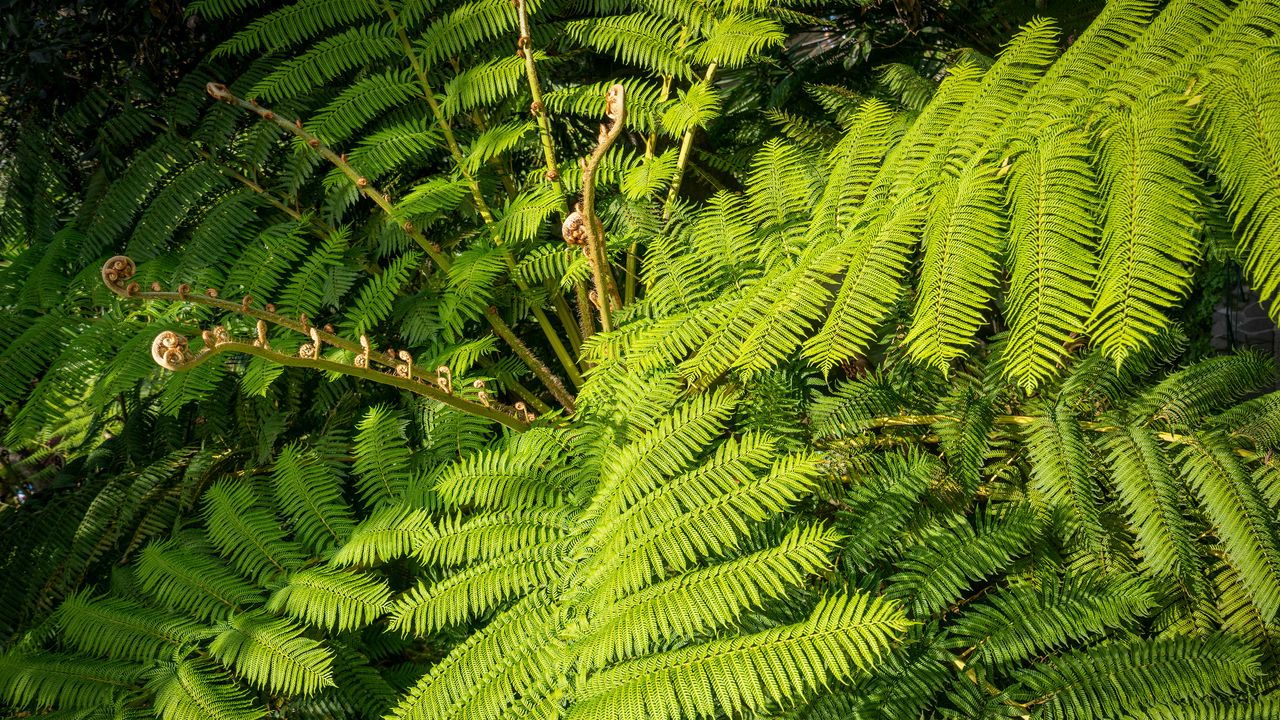 Wallpaper fern, leaves, plant, green, background