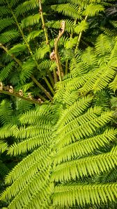 Preview wallpaper fern, leaves, plant, green, background