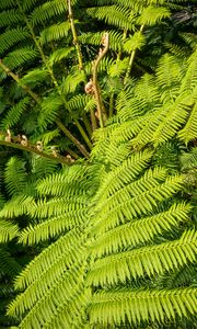 Preview wallpaper fern, leaves, plant, green, background