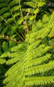 Preview wallpaper fern, leaves, plant, green, background