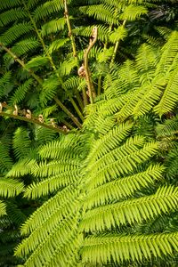 Preview wallpaper fern, leaves, plant, green, background