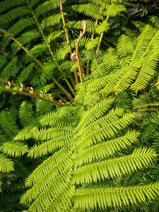 Preview wallpaper fern, leaves, plant, green, background