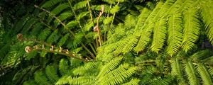 Preview wallpaper fern, leaves, plant, green, background