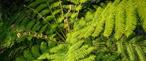 Preview wallpaper fern, leaves, plant, green, background