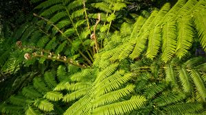 Preview wallpaper fern, leaves, plant, green, background