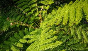 Preview wallpaper fern, leaves, plant, green, background