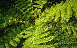 Preview wallpaper fern, leaves, plant, green, background