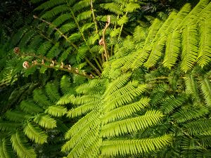 Preview wallpaper fern, leaves, plant, green, background