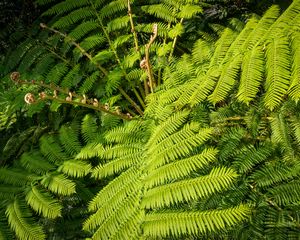 Preview wallpaper fern, leaves, plant, green, background