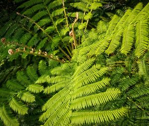 Preview wallpaper fern, leaves, plant, green, background