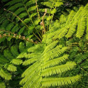 Preview wallpaper fern, leaves, plant, green, background