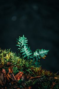 Preview wallpaper fern, leaves, plant, green, carved