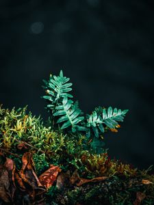 Preview wallpaper fern, leaves, plant, green, carved