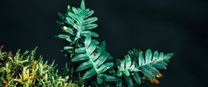 Preview wallpaper fern, leaves, plant, green, carved