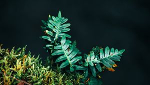 Preview wallpaper fern, leaves, plant, green, carved