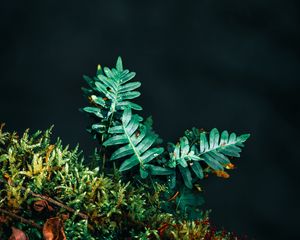 Preview wallpaper fern, leaves, plant, green, carved