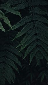 Preview wallpaper fern, leaves, plant, green, dark