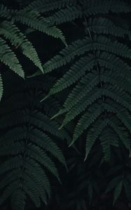 Preview wallpaper fern, leaves, plant, green, dark