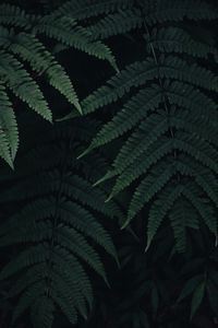 Preview wallpaper fern, leaves, plant, green, dark