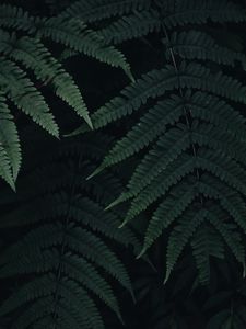 Preview wallpaper fern, leaves, plant, green, dark