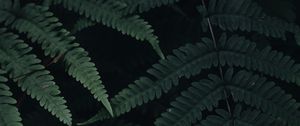 Preview wallpaper fern, leaves, plant, green, dark