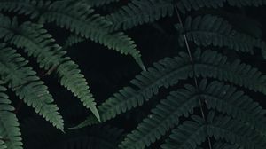 Preview wallpaper fern, leaves, plant, green, dark