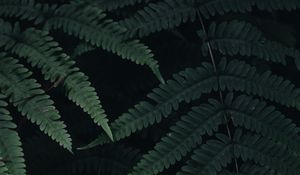 Preview wallpaper fern, leaves, plant, green, dark