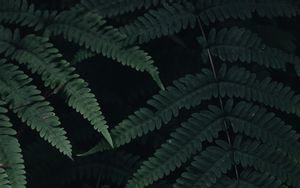 Preview wallpaper fern, leaves, plant, green, dark