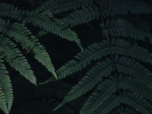 Preview wallpaper fern, leaves, plant, green, dark