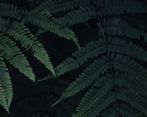 Preview wallpaper fern, leaves, plant, green, dark