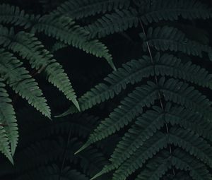 Preview wallpaper fern, leaves, plant, green, dark