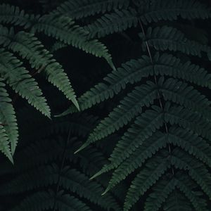 Preview wallpaper fern, leaves, plant, green, dark