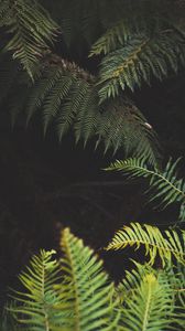 Preview wallpaper fern, leaves, plant, green, nature