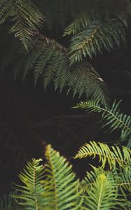 Preview wallpaper fern, leaves, plant, green, nature
