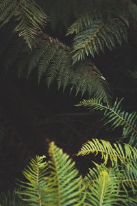 Preview wallpaper fern, leaves, plant, green, nature