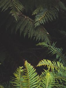 Preview wallpaper fern, leaves, plant, green, nature