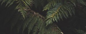 Preview wallpaper fern, leaves, plant, green, nature