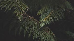 Preview wallpaper fern, leaves, plant, green, nature