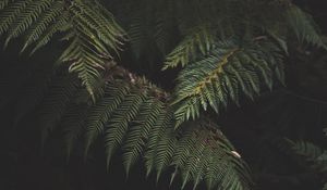 Preview wallpaper fern, leaves, plant, green, nature