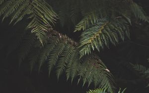 Preview wallpaper fern, leaves, plant, green, nature