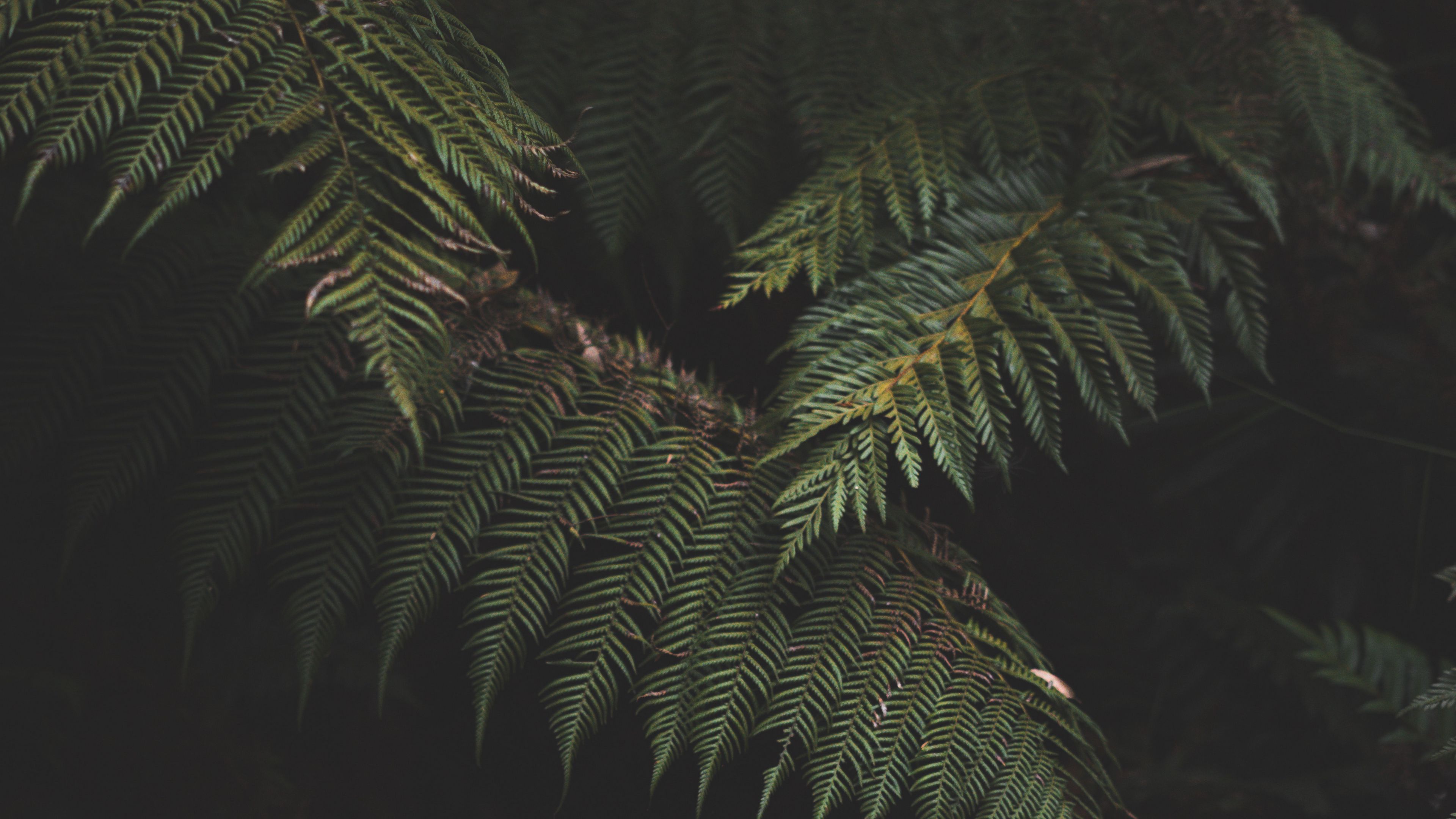 Download wallpaper 3840x2160 fern, leaves, plant, green, nature 4k uhd 16:9  hd background