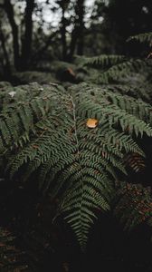 Preview wallpaper fern, leaves, plant, nature