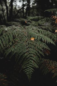 Preview wallpaper fern, leaves, plant, nature