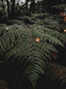 Preview wallpaper fern, leaves, plant, nature