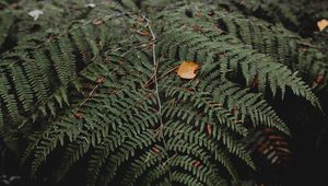 Preview wallpaper fern, leaves, plant, nature