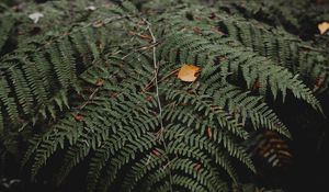 Preview wallpaper fern, leaves, plant, nature