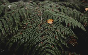 Preview wallpaper fern, leaves, plant, nature