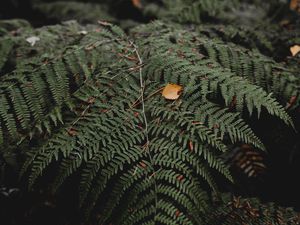 Preview wallpaper fern, leaves, plant, nature